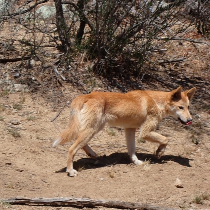 Canis lupus