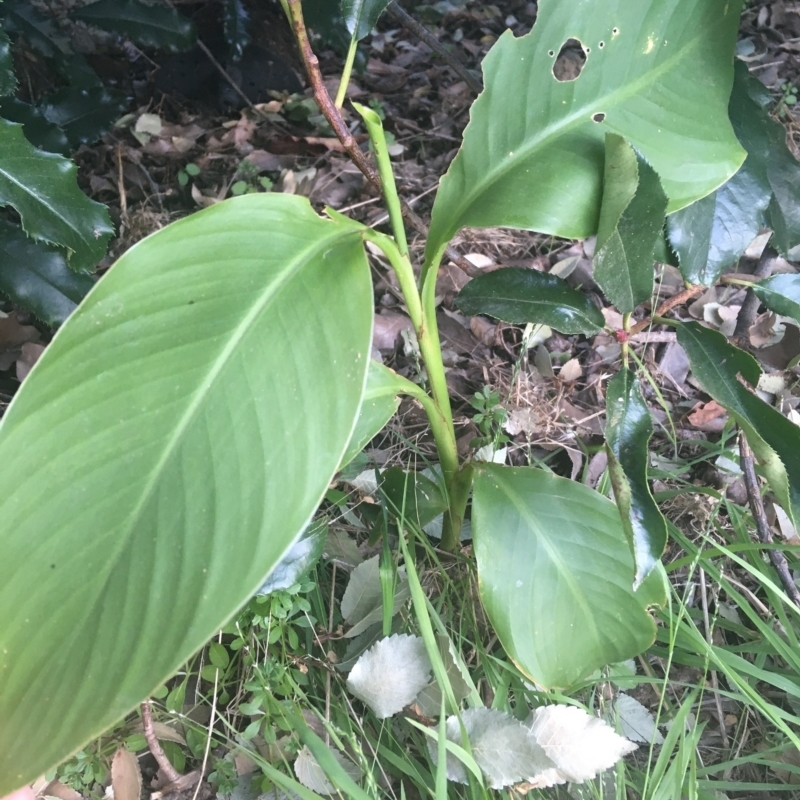 Canna indica