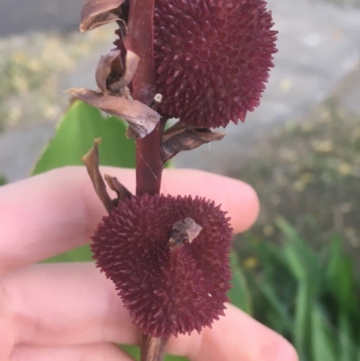 Canna indica