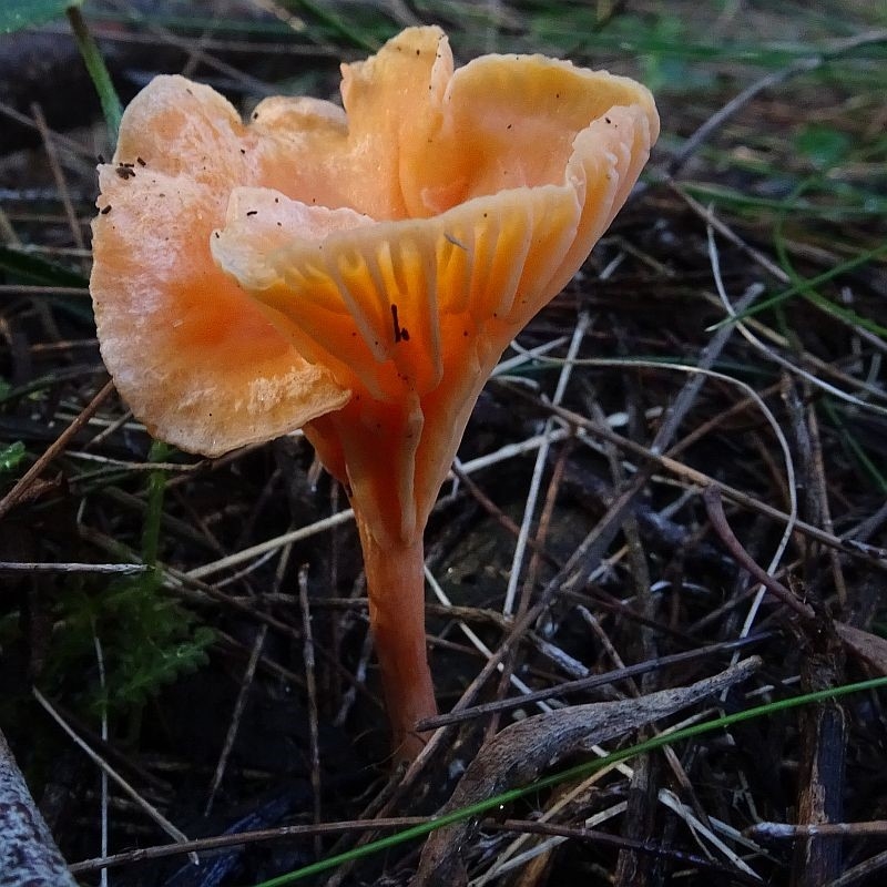 Cantharellus concinnus