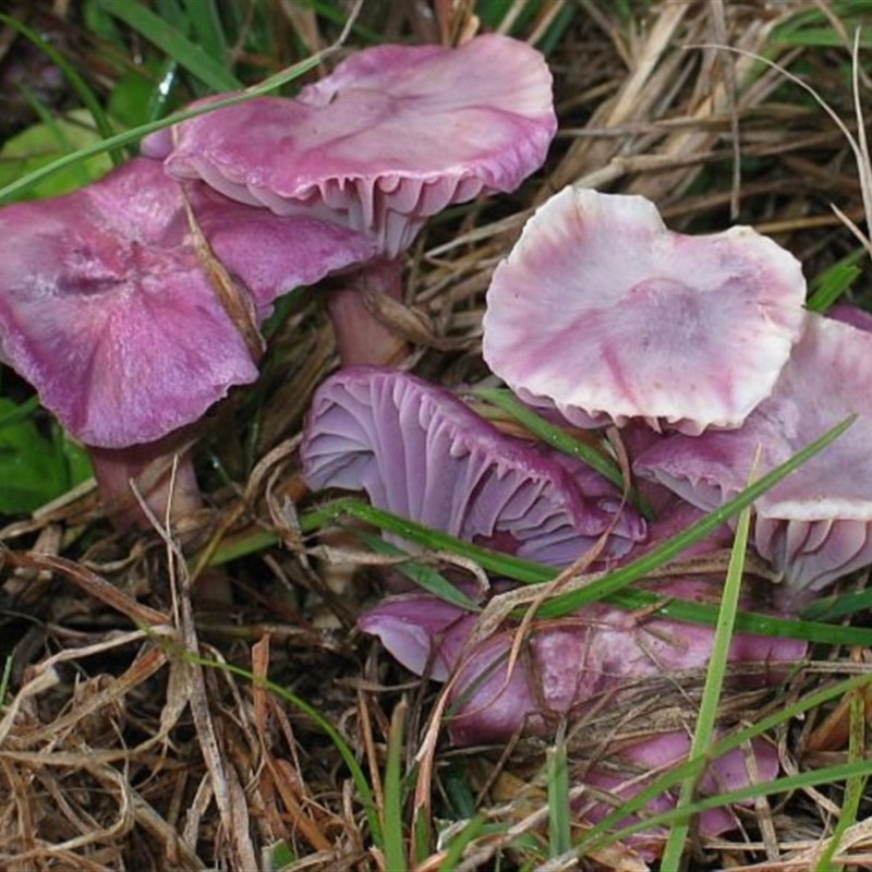 Cantharellus lilacinus