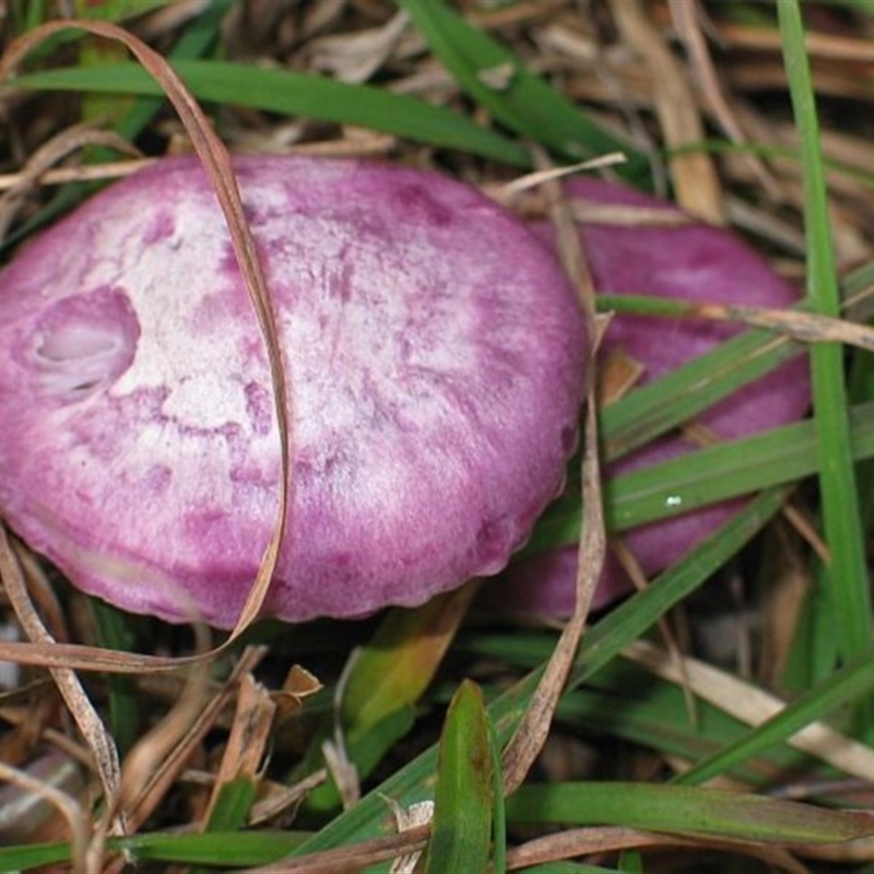 Cantharellus lilacinus