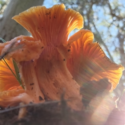 Cantharellus sp.