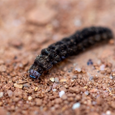 Cantharidae sp. (family)