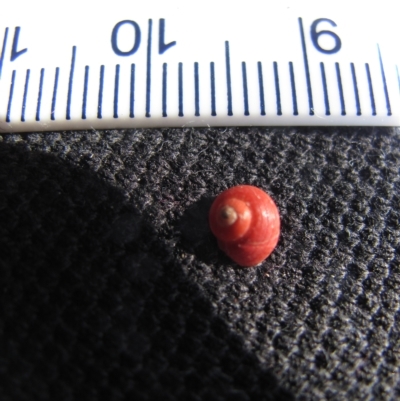Shelly Beach, Gerroa 2010 (D. Dedenczuk)