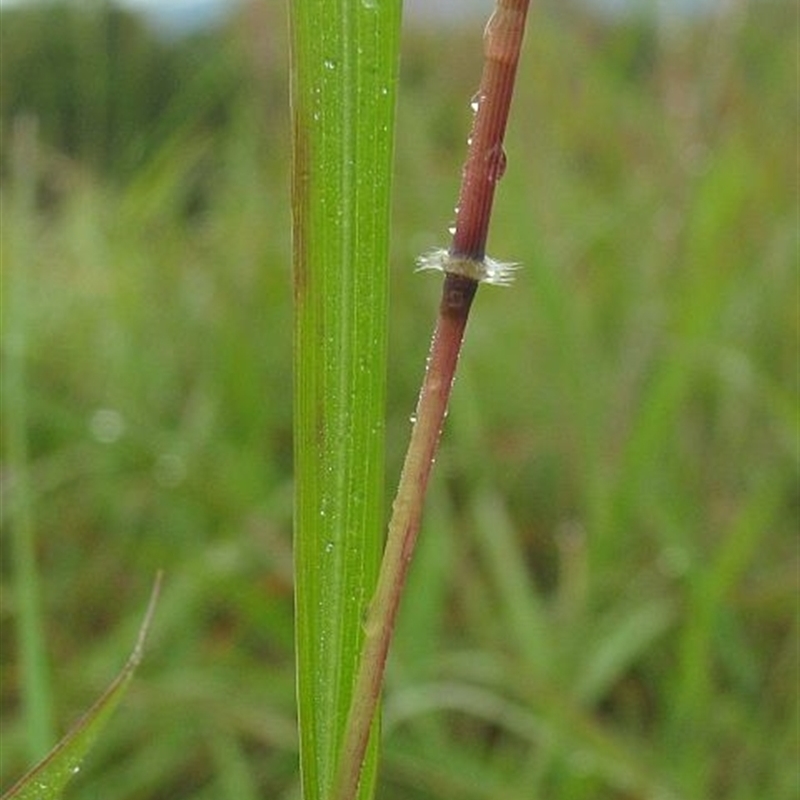 Capillipedium parviflorum