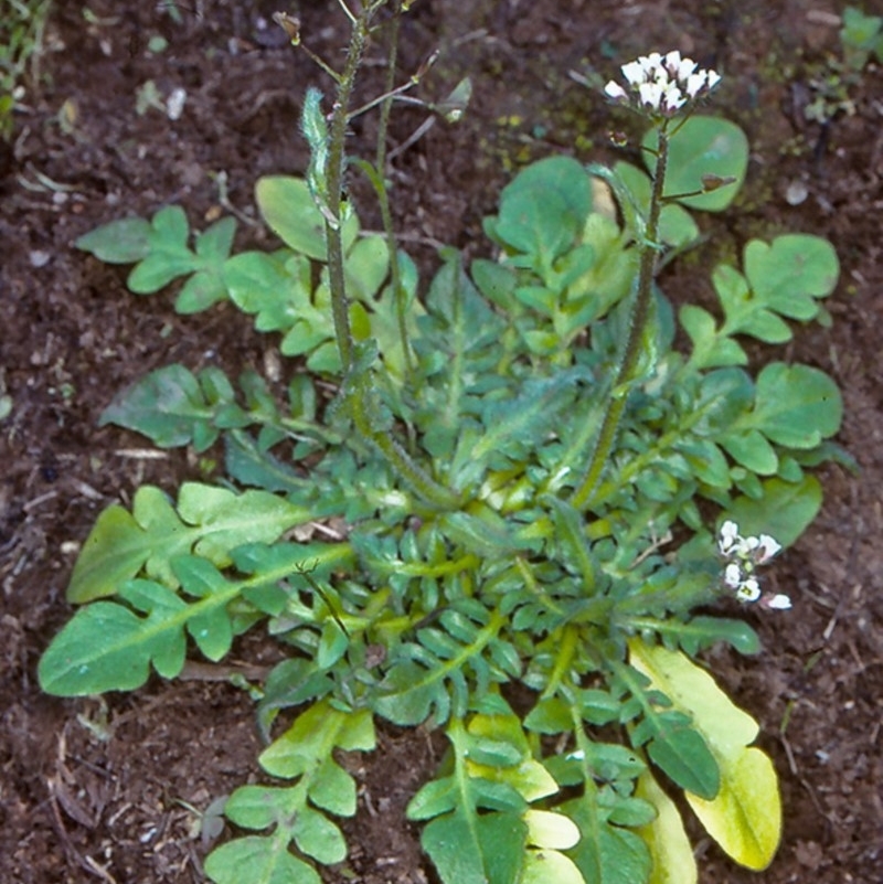 Capsella bursa-pastoris