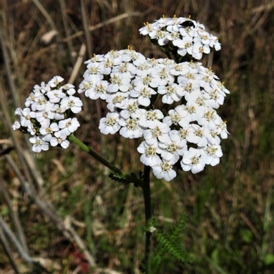 Achillea millefolium