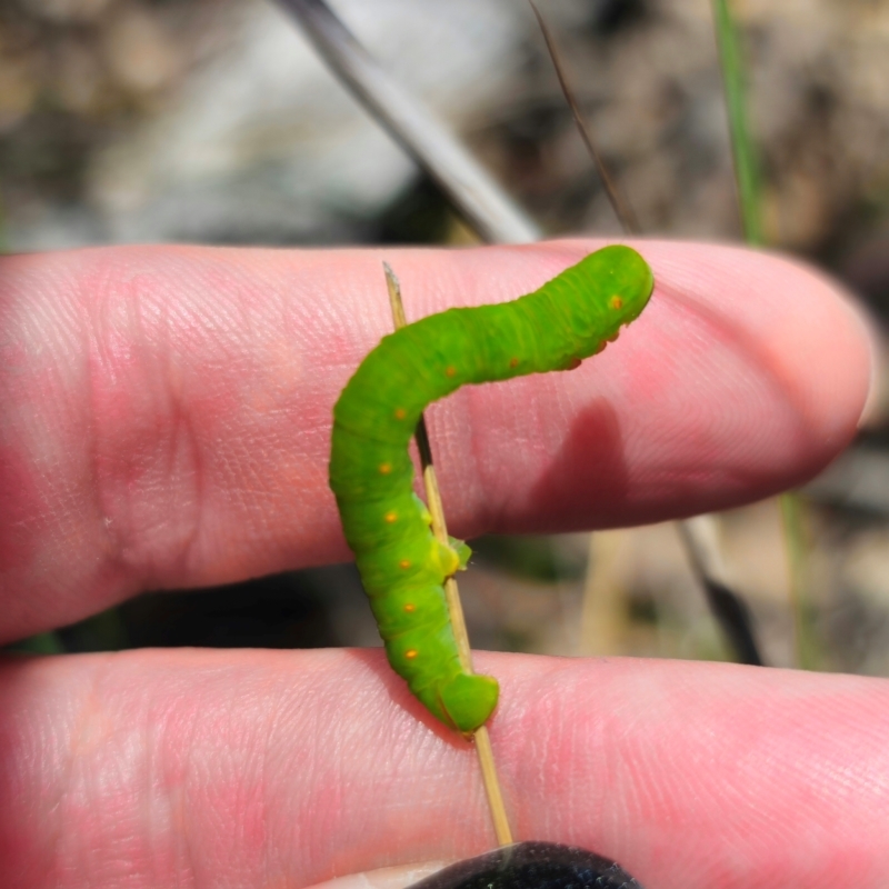 Capusa sp.(genus)