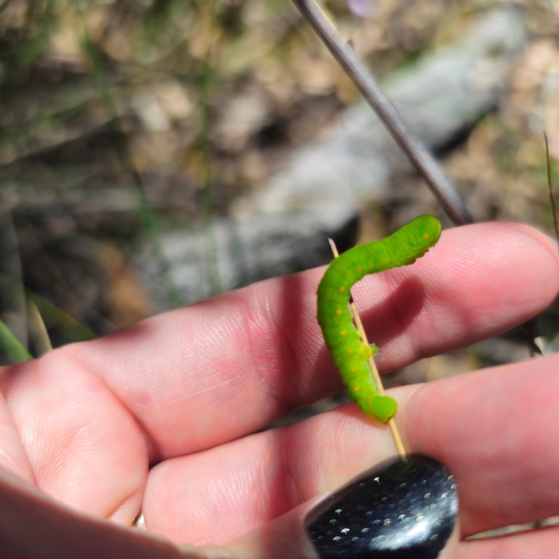 Capusa sp.(genus)