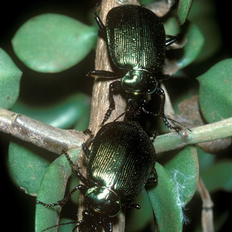 Carabidae (family)