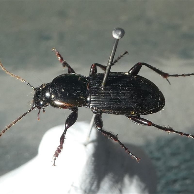 Carabidae (family)