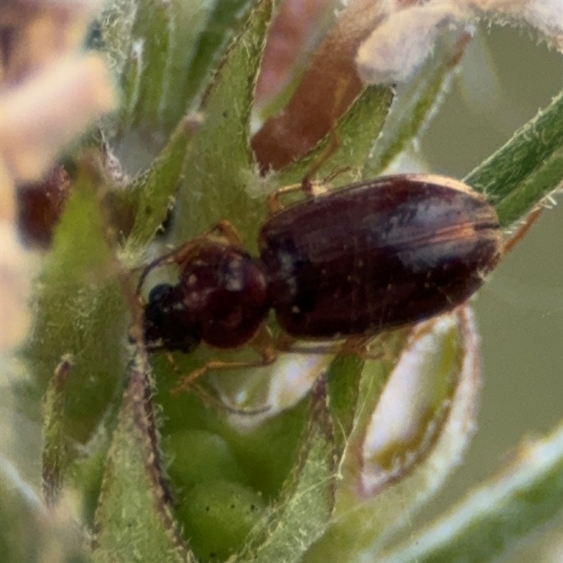 Carabidae (family)