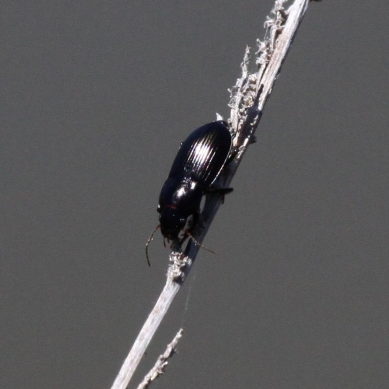 Carabidae sp. (family)