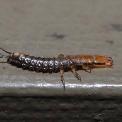 LARVA