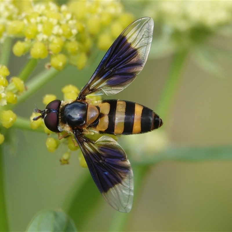 Dideopsis aegrota