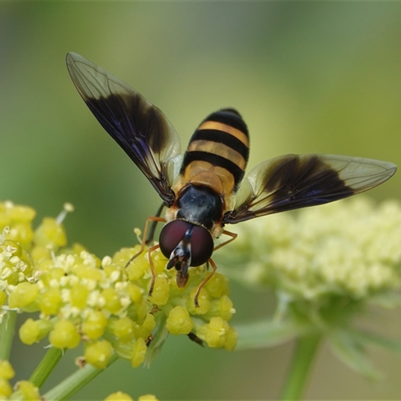 Dideopsis aegrota