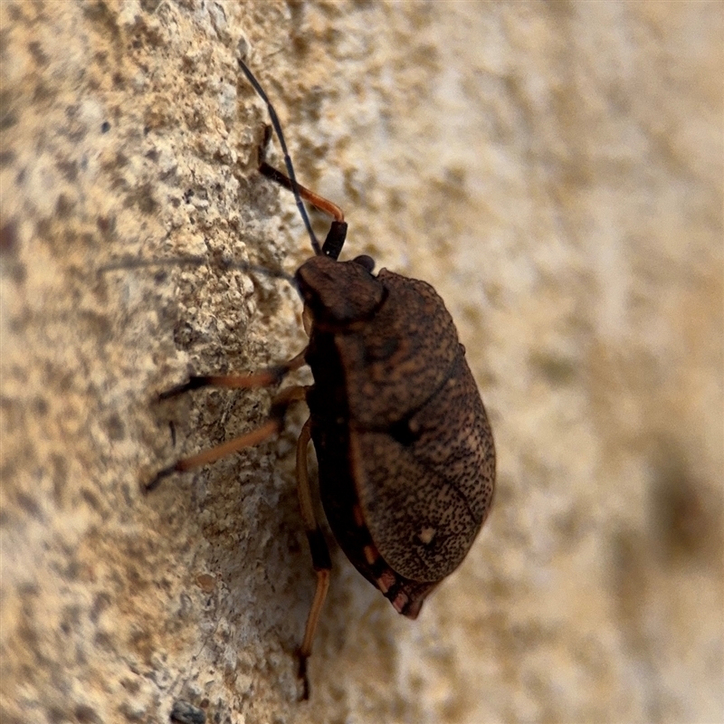 Platycoris bipunctatus