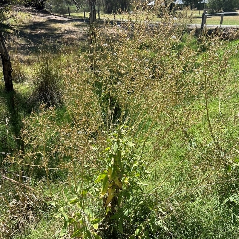 Lactuca virosa