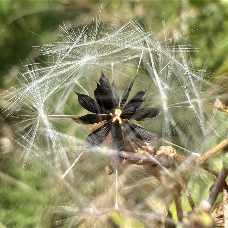 Lactuca virosa