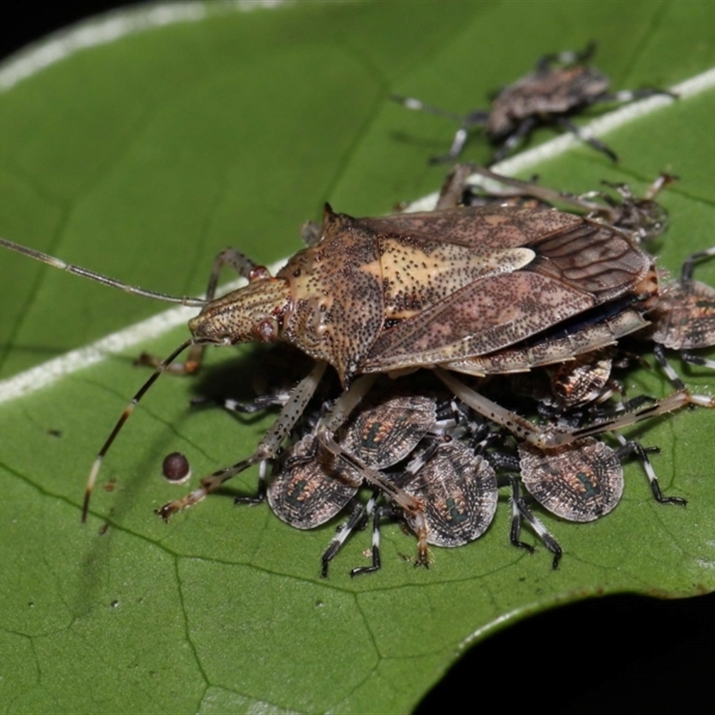 Bromocoris souefi