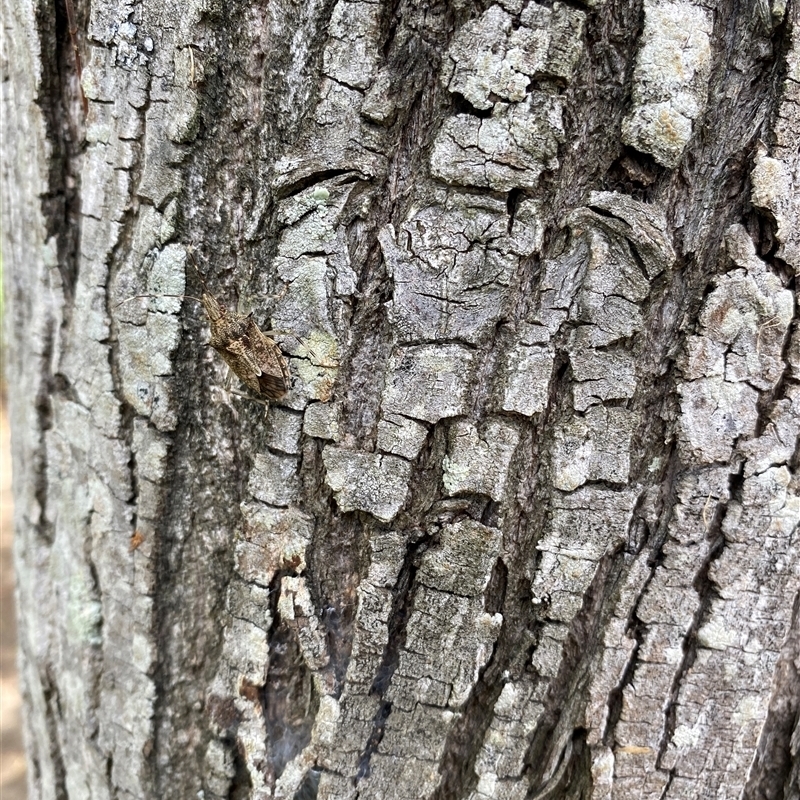 Bromocoris souefi