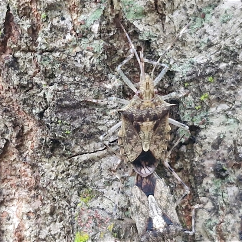 Bromocoris souefi