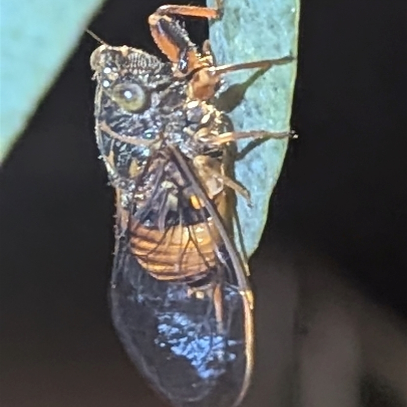 Pauropsalta melanopygia