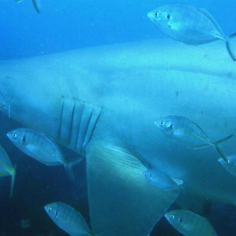 Carcharias taurus