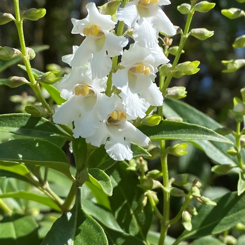 Prostanthera petraea