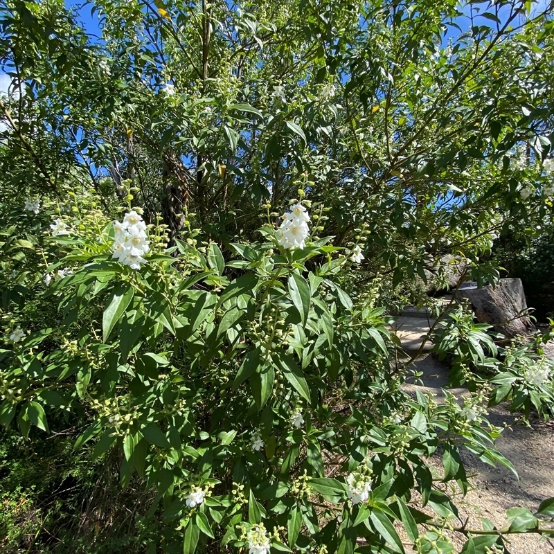 Prostanthera petraea