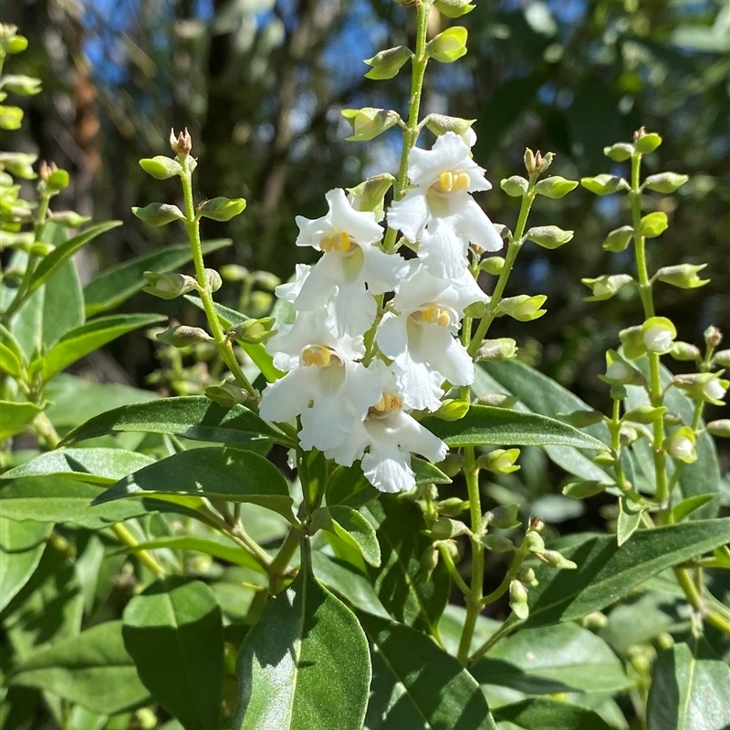 Prostanthera petraea