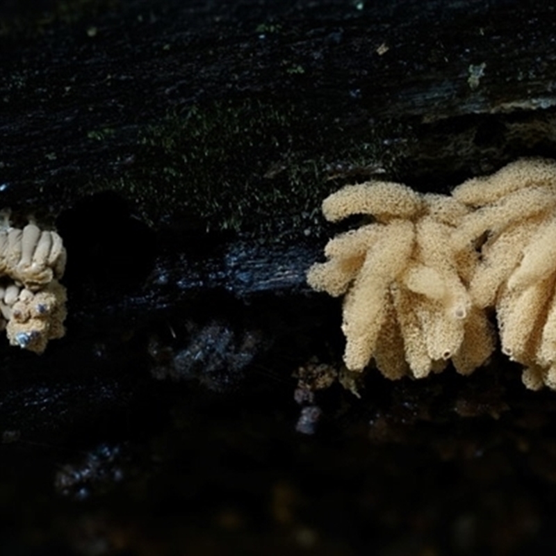 Heterotrichia fasciculata