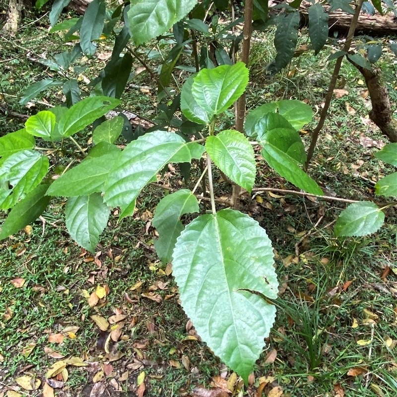 Dendrocnide photiniphylla