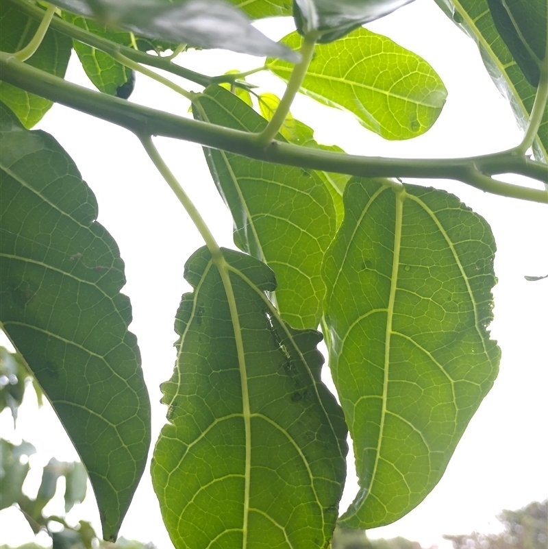Dendrocnide photiniphylla