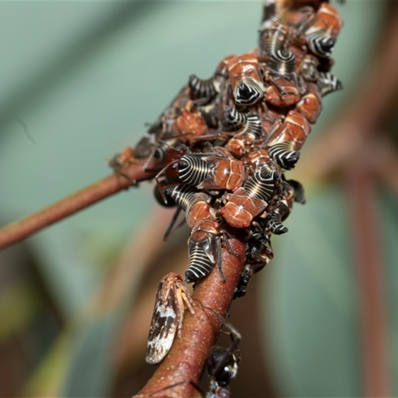 Eurymeloides marmorata