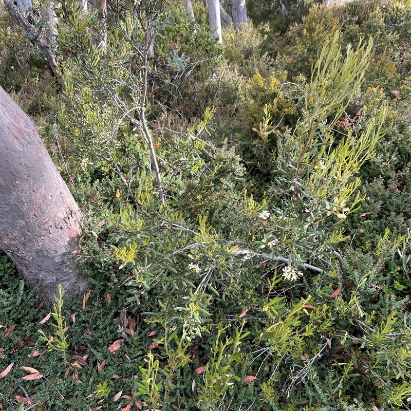 Lomatia polymorpha