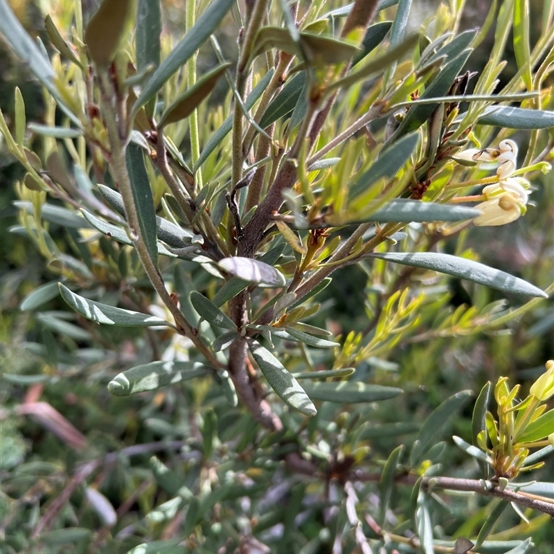 Lomatia polymorpha