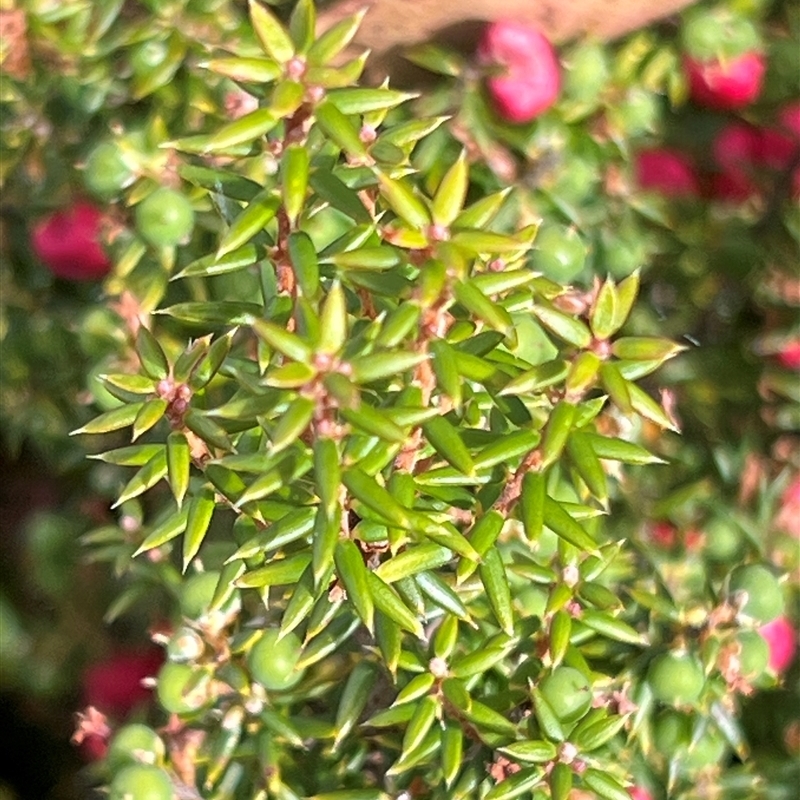 Leptecophylla juniperina ssp parvifolia