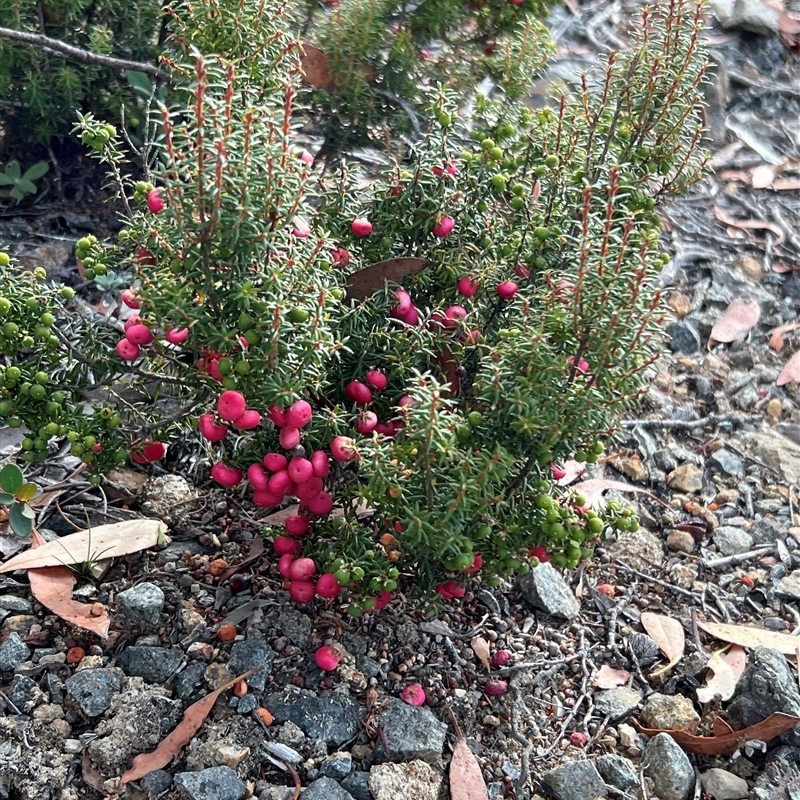 Leptecophylla juniperina ssp parvifolia