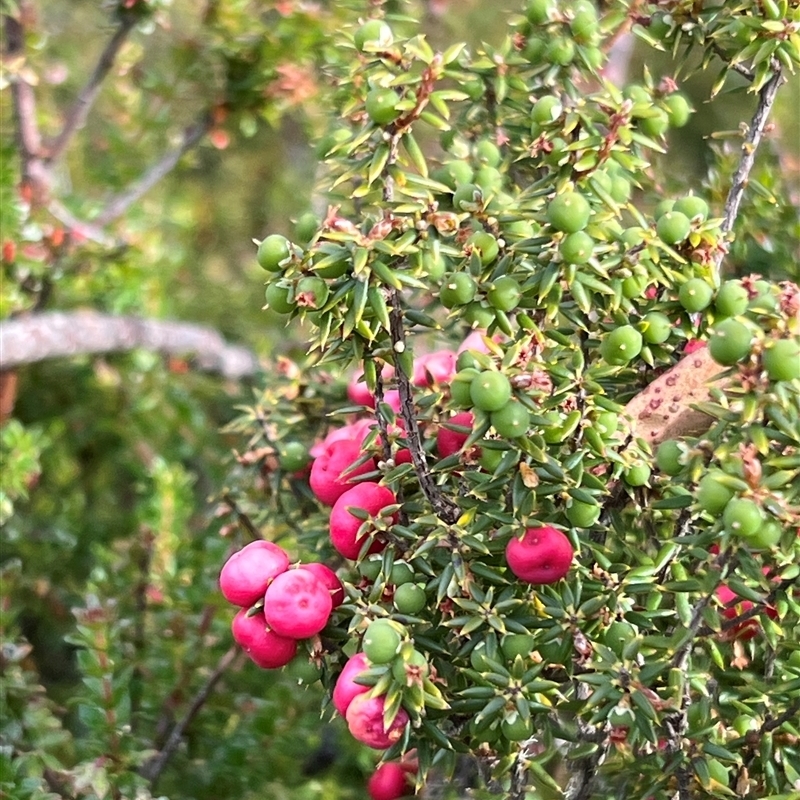 Leptecophylla juniperina ssp parvifolia