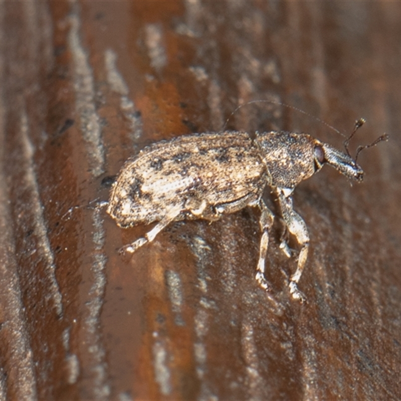 Steriphus (genus)