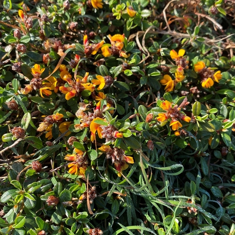 Pultenaea myrtoides