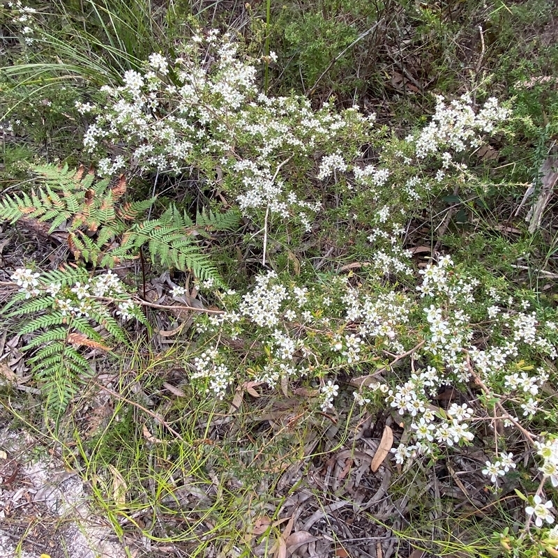 Leptospermum polygalifolium subsp. cismontanum