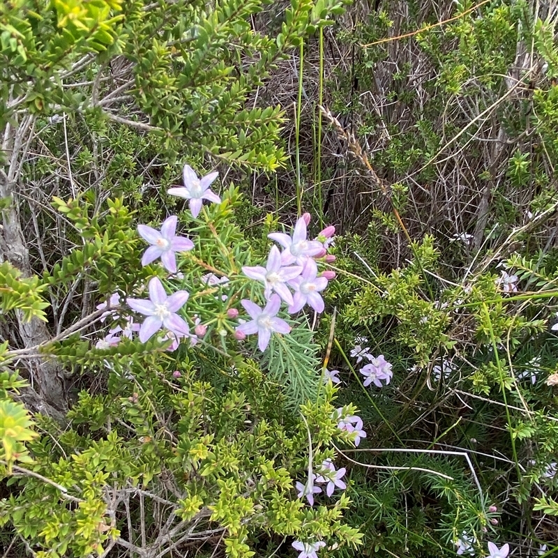 Philotheca salsolifolia subsp. pedicellata