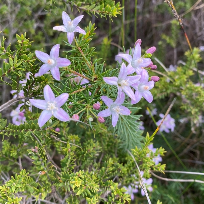 Philotheca salsolifolia subsp. pedicellata