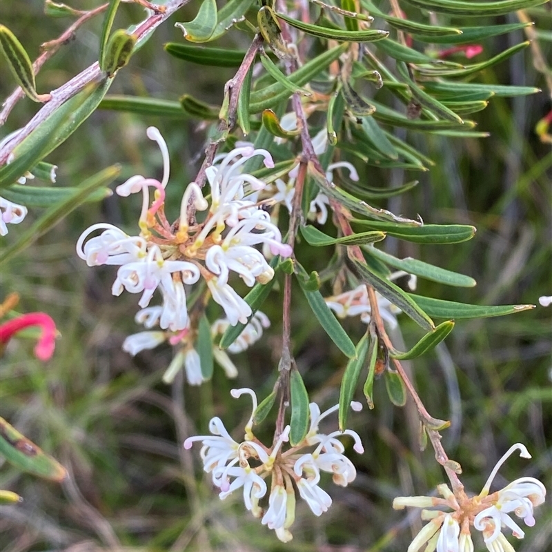 Grevillea humilis subsp. maritima