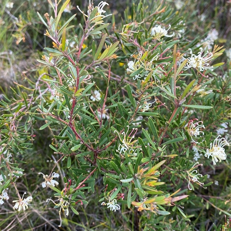 Grevillea humilis subsp. maritima