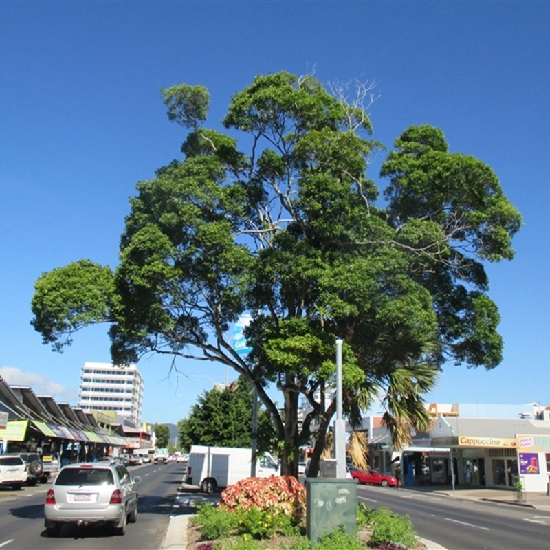 Pleioluma xerocarpa