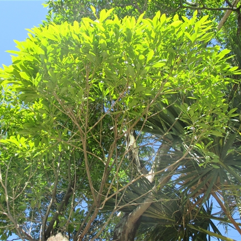 Pleioluma xerocarpa